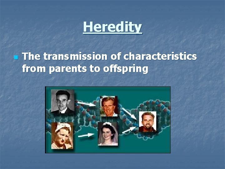 Heredity n The transmission of characteristics from parents to offspring 