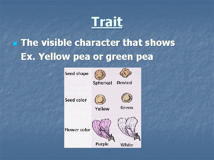 Trait n The visible character that shows Ex. Yellow pea or green pea 