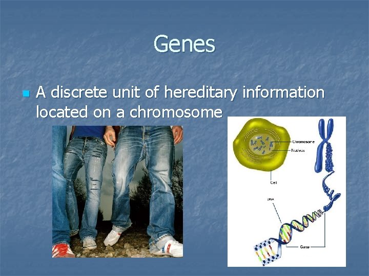 Genes n A discrete unit of hereditary information located on a chromosome 