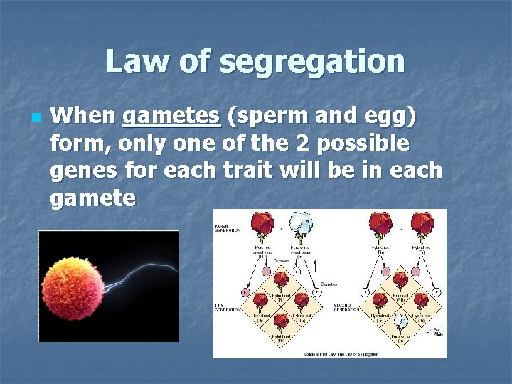 Law of segregation n When gametes (sperm and egg) form, only one of the