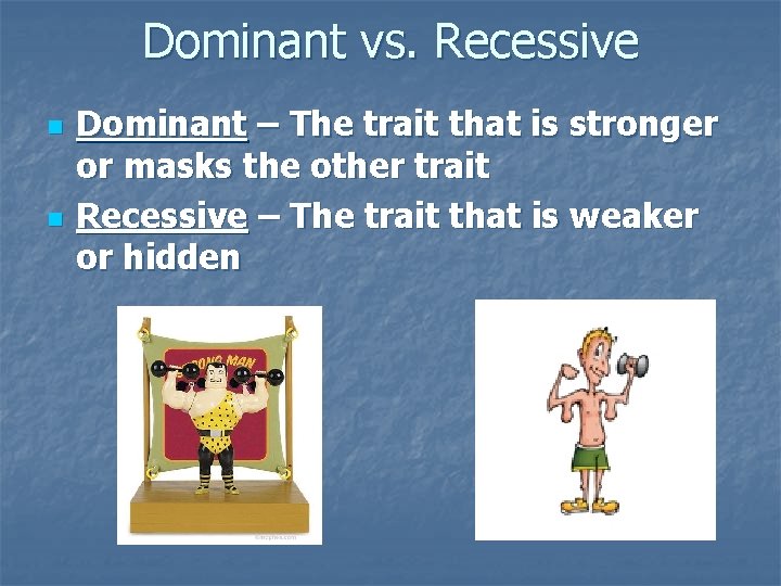 Dominant vs. Recessive n n Dominant – The trait that is stronger or masks