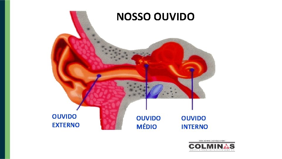 NOSSO OUVIDO EXTERNO OUVIDO MÉDIO OUVIDO INTERNO 