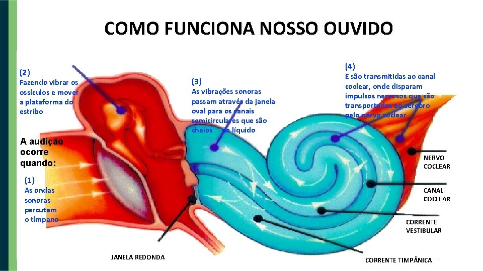 COMO FUNCIONA NOSSO OUVIDO (4) (2) (3) Fazendo vibrar os ossículos e mover a