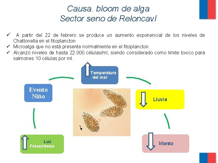 Causa. bloom de alga Sector seno de Reloncaví ü A partir del 22 de