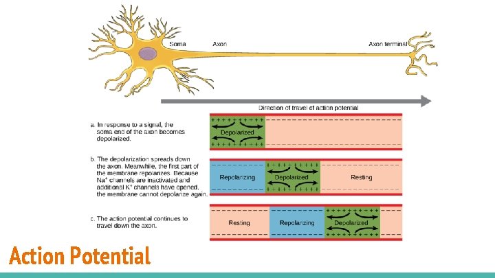 Action Potential 