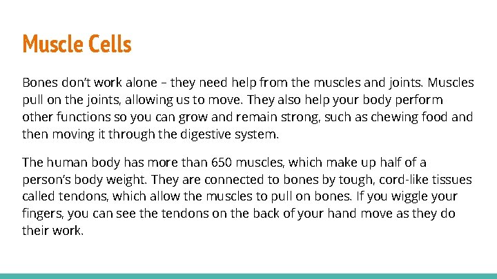 Muscle Cells Bones don’t work alone – they need help from the muscles and