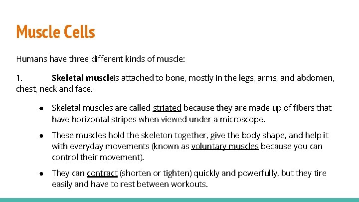 Muscle Cells Humans have three different kinds of muscle: 1. Skeletal muscleis attached to
