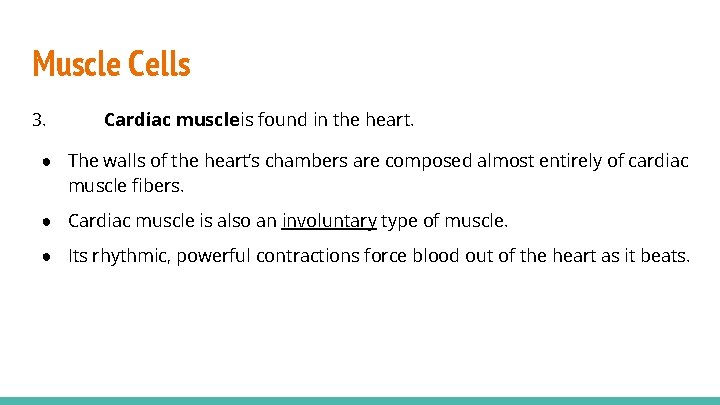 Muscle Cells 3. Cardiac muscle is found in the heart. ● The walls of