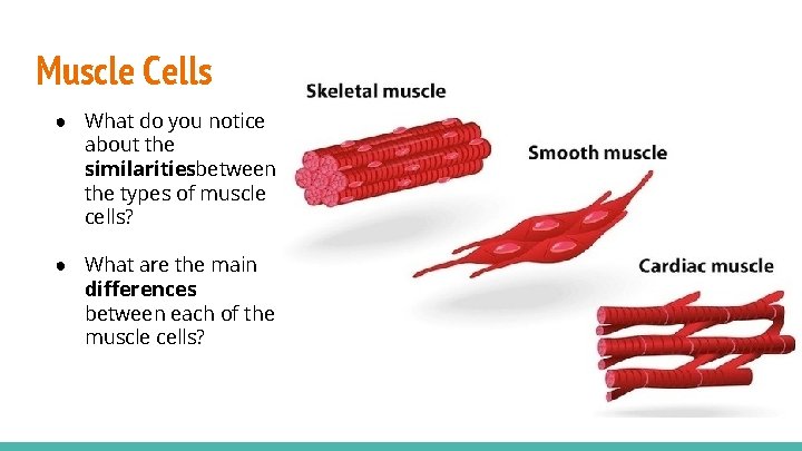 Muscle Cells ● What do you notice about the similaritiesbetween the types of muscle