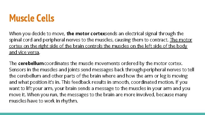 Muscle Cells When you decide to move, the motor cortexsends an electrical signal through