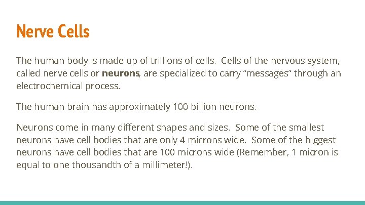 Nerve Cells The human body is made up of trillions of cells. Cells of
