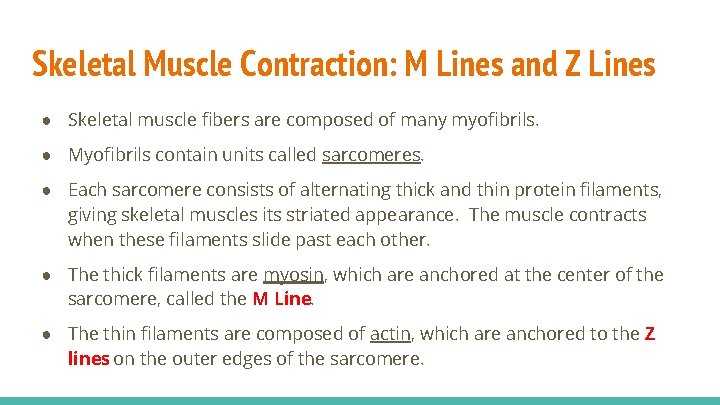 Skeletal Muscle Contraction: M Lines and Z Lines ● Skeletal muscle fibers are composed