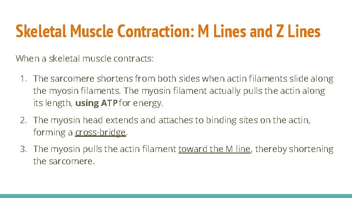 Skeletal Muscle Contraction: M Lines and Z Lines When a skeletal muscle contracts: 1.