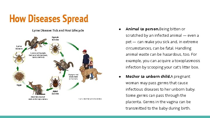 How Diseases Spread ● Animal to person. Being bitten or scratched by an infected