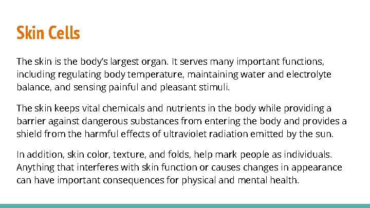 Skin Cells The skin is the body’s largest organ. It serves many important functions,