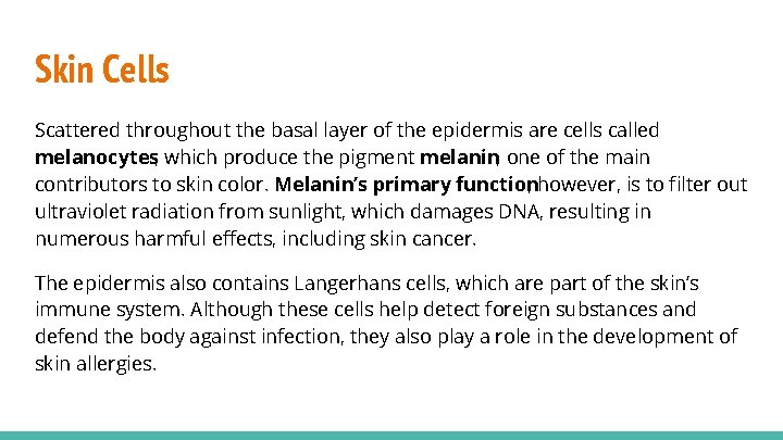 Skin Cells Scattered throughout the basal layer of the epidermis are cells called melanocytes,