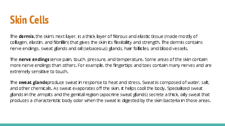 Skin Cells The dermis, the skin’s next layer, is a thick layer of fibrous