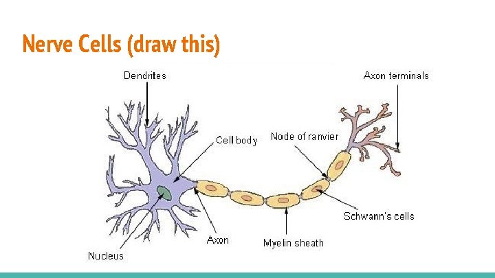 Nerve Cells (draw this) 