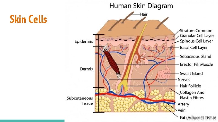 Skin Cells 