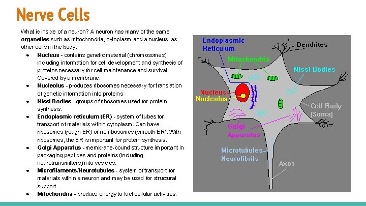 Nerve Cells What is inside of a neuron? A neuron has many of the