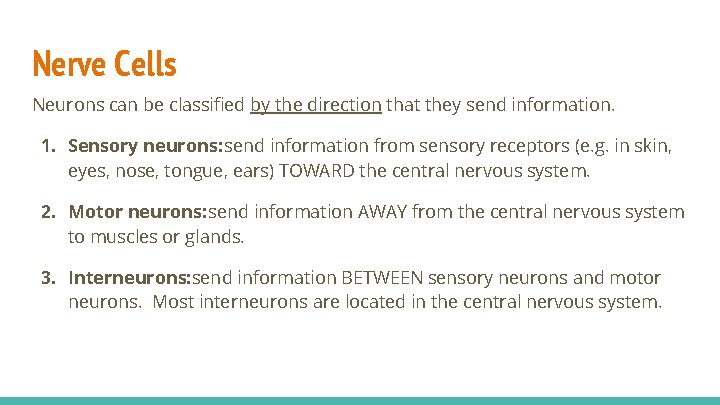 Nerve Cells Neurons can be classified by the direction that they send information. 1.