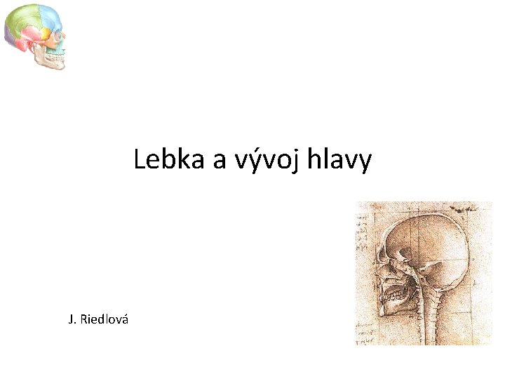 Lebka a vývoj hlavy J. Riedlová 