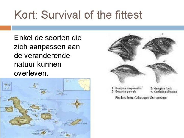 Kort: Survival of the fittest Enkel de soorten die zich aanpassen aan de veranderende