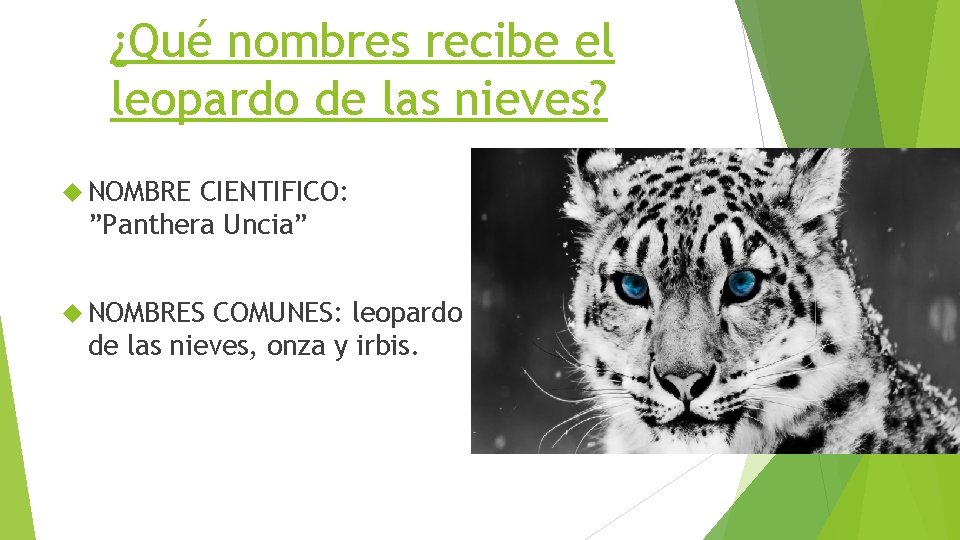 ¿Qué nombres recibe el leopardo de las nieves? NOMBRE CIENTIFICO: ”Panthera Uncia” NOMBRES COMUNES: