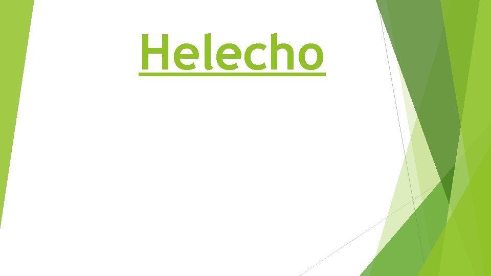 Helecho 
