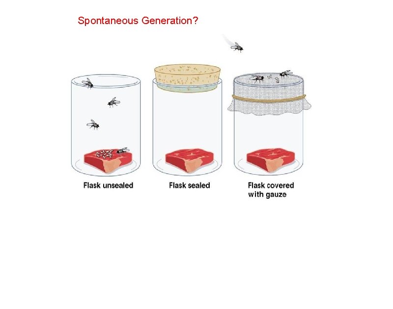 Spontaneous Generation? 