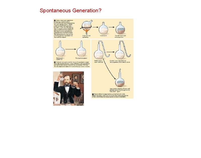 Spontaneous Generation? 