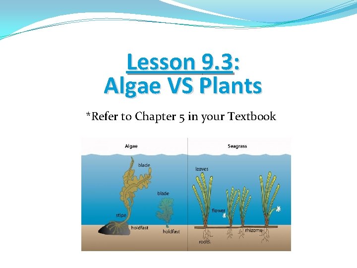 Lesson 9. 3: Algae VS Plants *Refer to Chapter 5 in your Textbook 