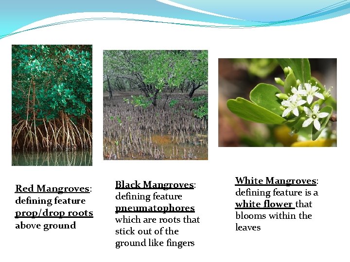 Red Mangroves: defining feature prop/drop roots above ground Black Mangroves: defining feature pneumatophores which