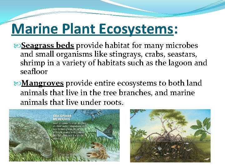 Marine Plant Ecosystems: Seagrass beds provide habitat for many microbes and small organisms like