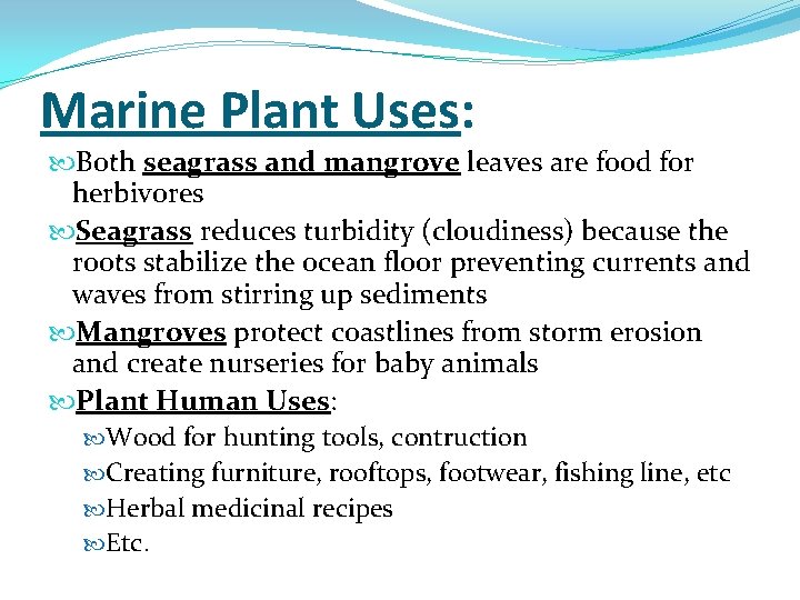 Marine Plant Uses: Both seagrass and mangrove leaves are food for herbivores Seagrass reduces
