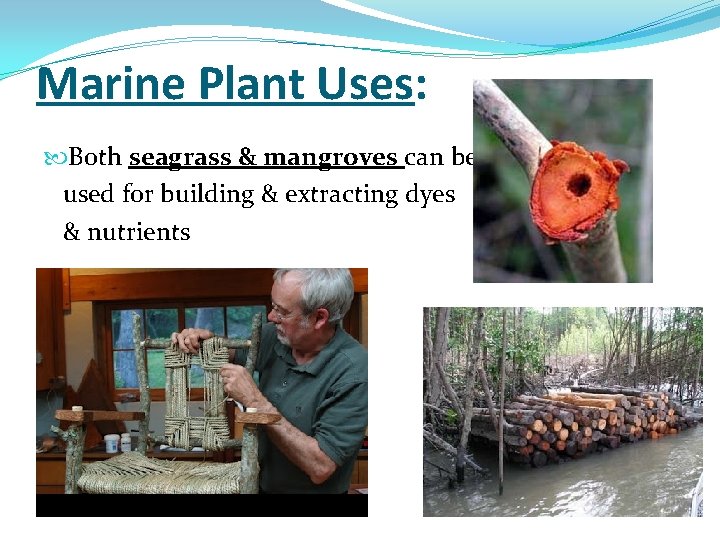 Marine Plant Uses: Both seagrass & mangroves can be used for building & extracting