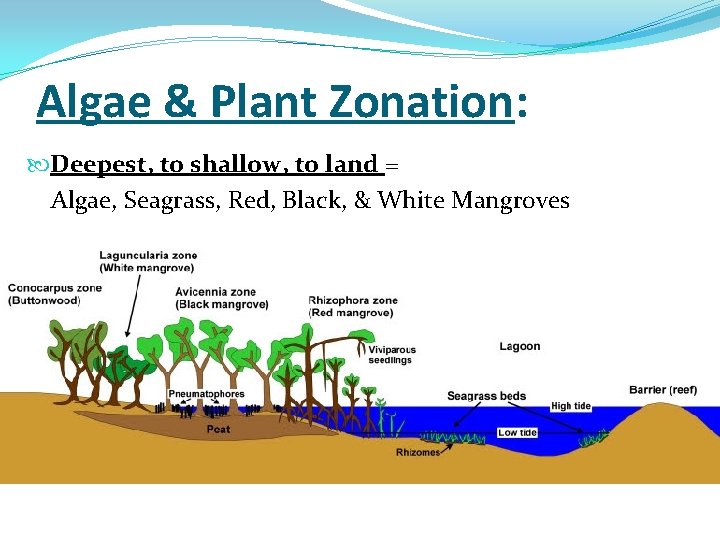 Algae & Plant Zonation: Deepest, to shallow, to land = Algae, Seagrass, Red, Black,