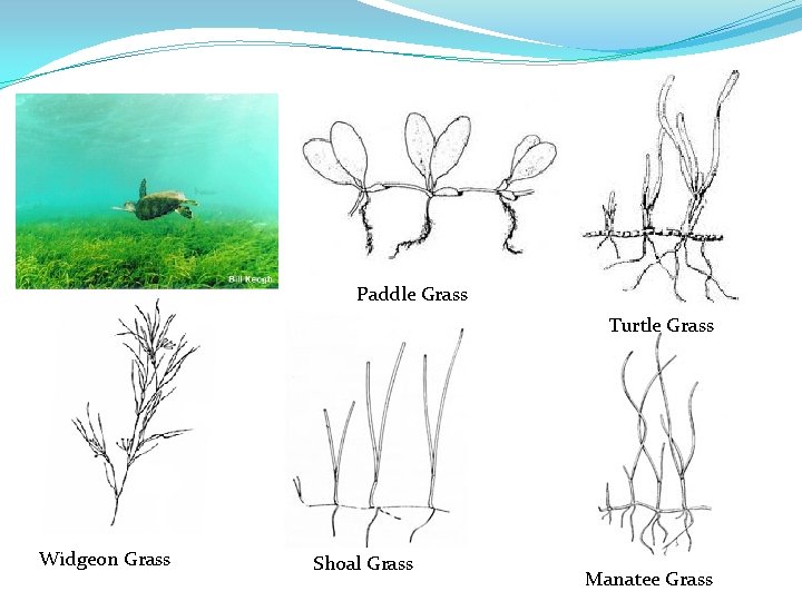 Paddle Grass Turtle Grass Widgeon Grass Shoal Grass Manatee Grass 
