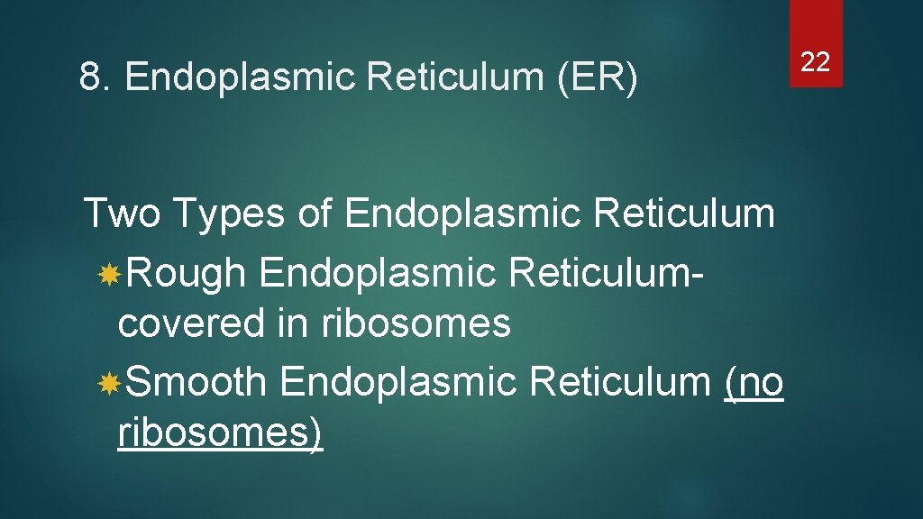8. Endoplasmic Reticulum (ER) Two Types of Endoplasmic Reticulum Rough Endoplasmic Reticulumcovered in ribosomes 8. Endoplasmic Reticulum (ER) Two Types of Endoplasmic Reticulum Rough Endoplasmic Reticulumcovered in ribosomes