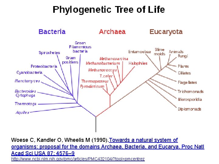 Woese C, Kandler O, Wheelis M (1990). Towards a natural system of organisms: proposal