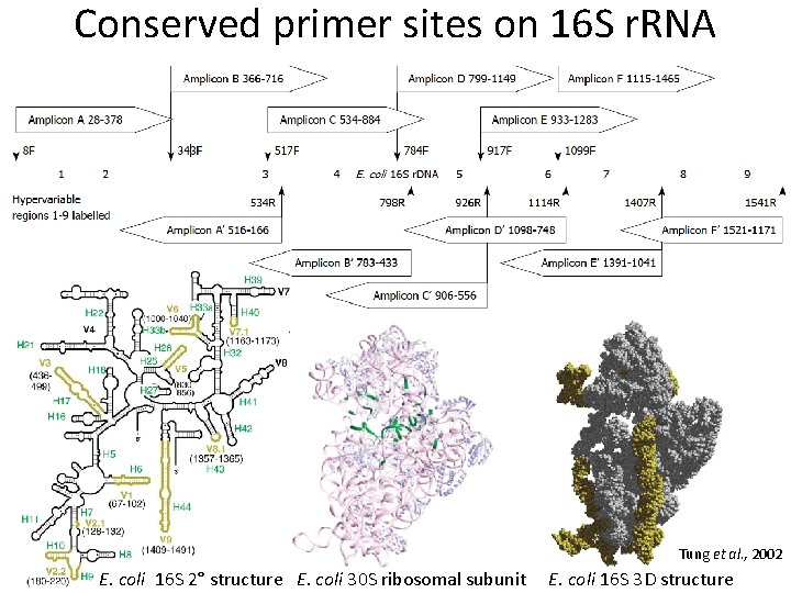 Conserved primer sites on 16 S r. RNA Tung et al. , 2002 E.