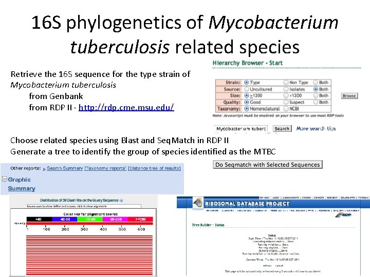 16 S phylogenetics of Mycobacterium tuberculosis related species Retrieve the 16 S sequence for