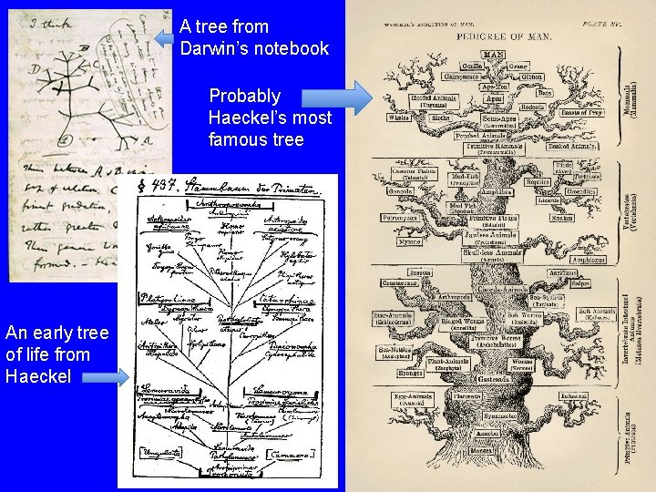 A tree from Darwin’s notebook Probably Haeckel’s most famous tree An early tree of