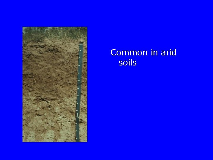 Common in arid soils 