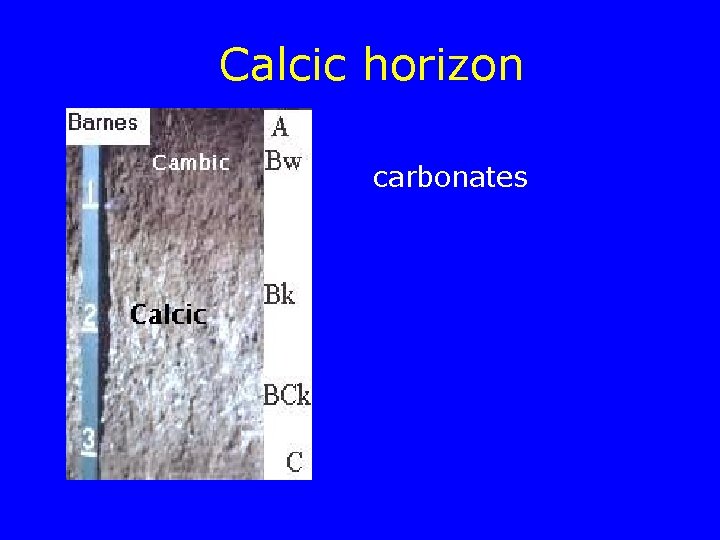 Calcic horizon carbonates 