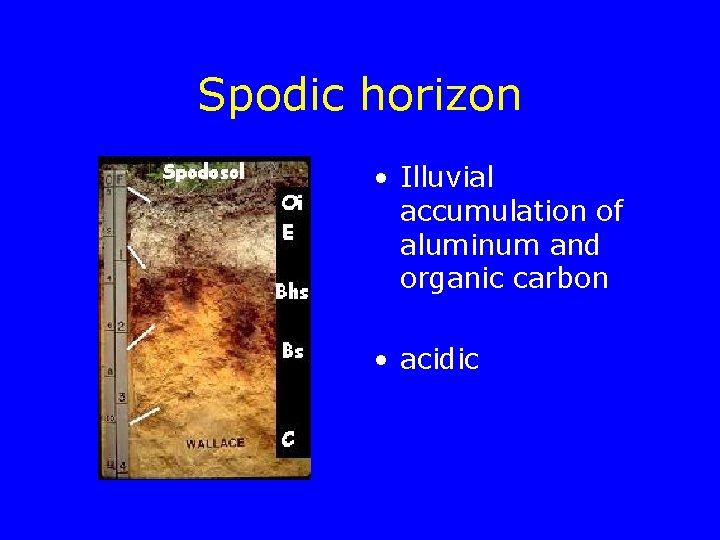 Spodic horizon • Illuvial accumulation of aluminum and organic carbon • acidic 