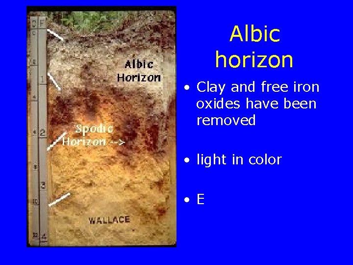 Albic horizon • Clay and free iron oxides have been removed • light in