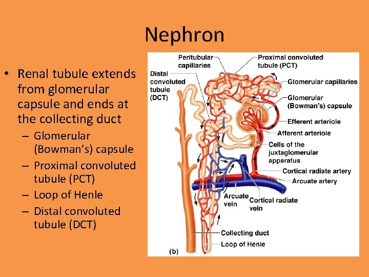 Nephron • Renal tubule extends from glomerular capsule and ends at the collecting duct