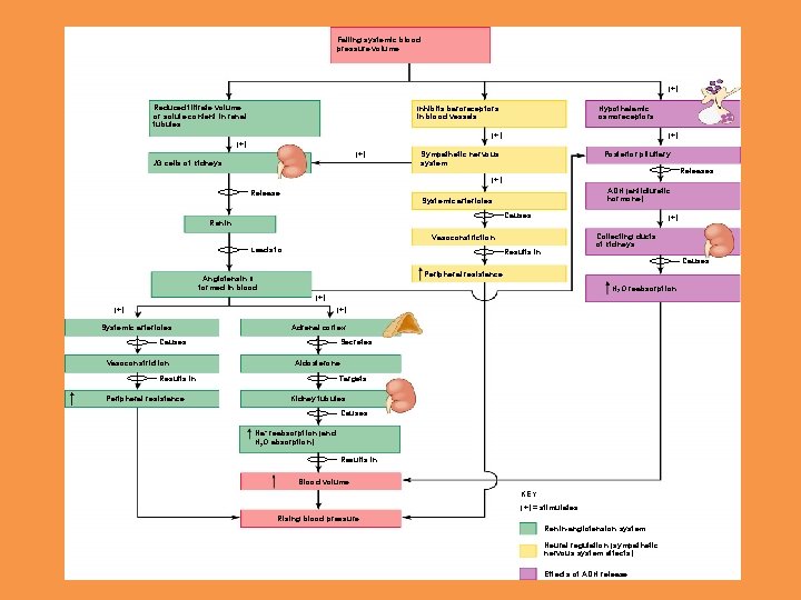 Falling systemic blood pressure volume (+) Reduced filtrate volume or solute content in renal