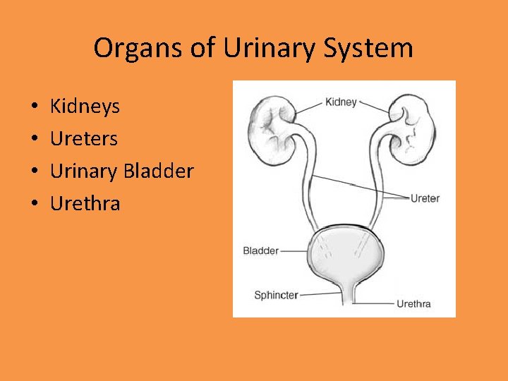 Organs of Urinary System • • Kidneys Ureters Urinary Bladder Urethra 